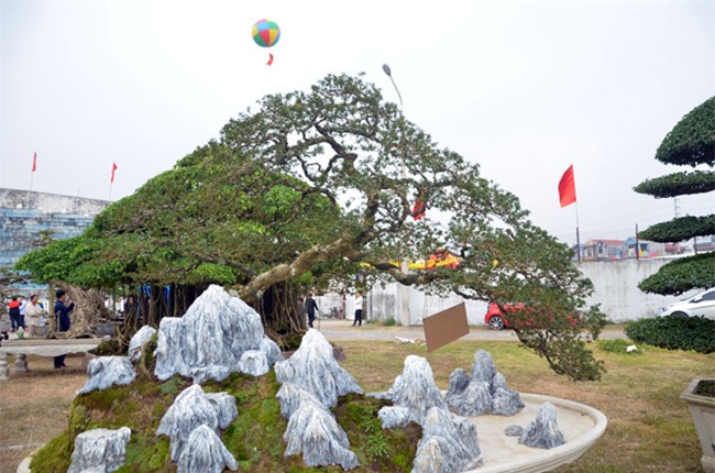 cây ổi cảnh,cây cảnh,chơi cây