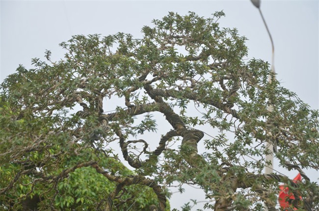 cây ổi cảnh,cây cảnh,chơi cây