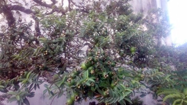 cây ổi cảnh,cây cảnh,chơi cây