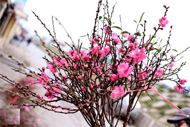 10 loai cay hoa duoc ua chuong mua dip tet hinh anh 1
