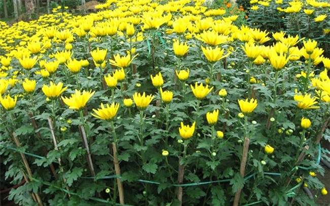 10 loai cay hoa duoc ua chuong mua dip tet hinh anh 8