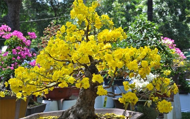 10 loai cay hoa duoc ua chuong mua dip tet hinh anh 2