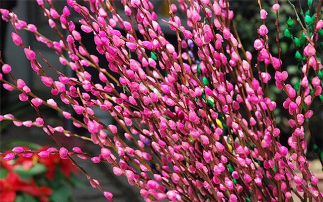 10 loai cay hoa duoc ua chuong mua dip tet hinh anh 4