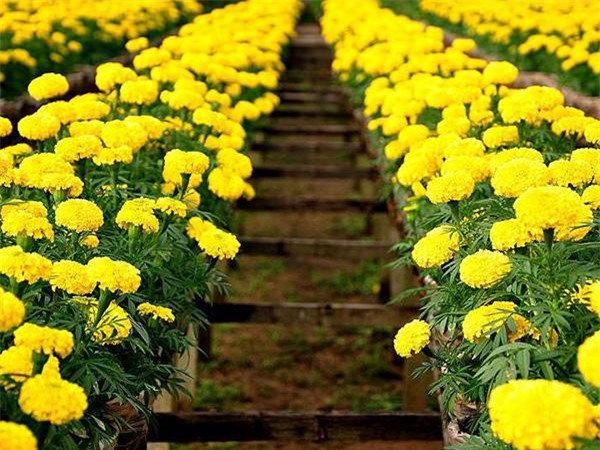 trong hoa choi tet 2018: nhat dinh phai trong hoa cuc van tho vi nhung ly do nay - 2