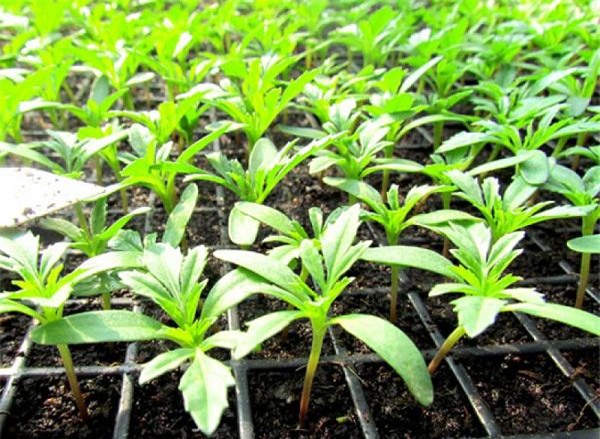 trong hoa choi tet 2018: nhat dinh phai trong hoa cuc van tho vi nhung ly do nay - 4