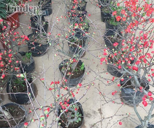 Nhiều người tấp nập nhập hoa mai đỏ, giá bán chỉ 200.000 đồng/cây về buôn Tết