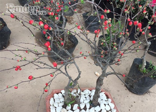 Nhiều người tấp nập nhập hoa mai đỏ, giá bán chỉ 200.000 đồng/cây về buôn Tết