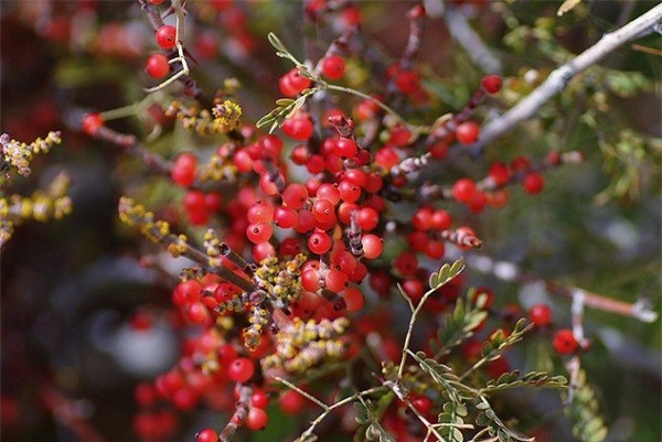 Phong tục đón Tết độc đáo nhất thế giới: Cầu duyên bằng cành tầm gửi, gọi hồn vào đêm Giao thừa-5