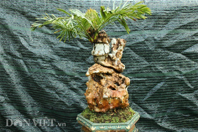 cây cảnh,cây cảnh tiền tỷ,chơi cây