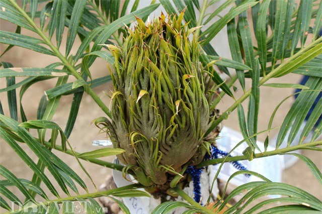 cây cảnh,cây cảnh tiền tỷ,chơi cây