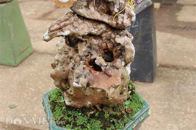 cây cảnh,cây cảnh tiền tỷ,chơi cây