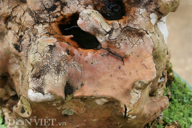 cây cảnh,cây cảnh tiền tỷ,chơi cây