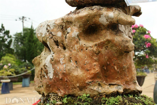 cây cảnh,cây cảnh tiền tỷ,chơi cây