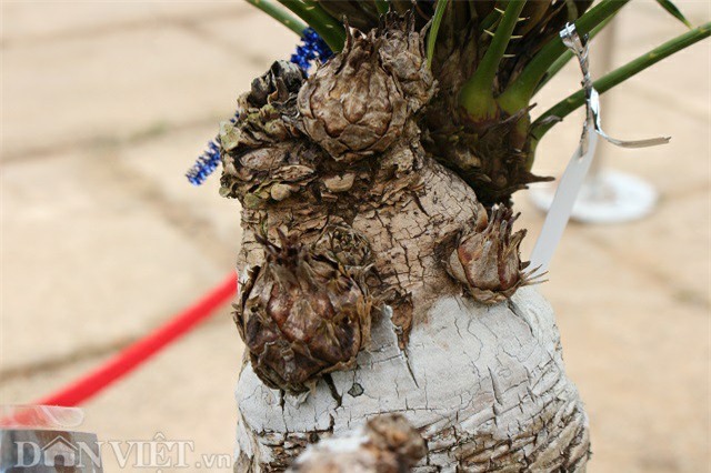 cây cảnh,cây cảnh tiền tỷ,chơi cây