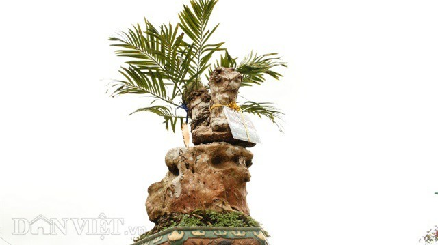 cây cảnh,cây cảnh tiền tỷ,chơi cây