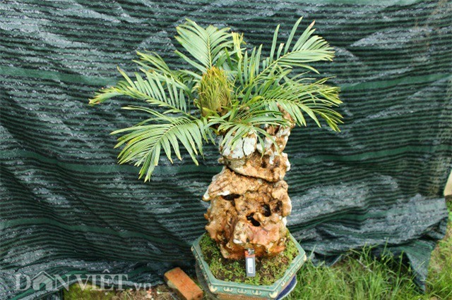 cây cảnh,cây cảnh tiền tỷ,chơi cây