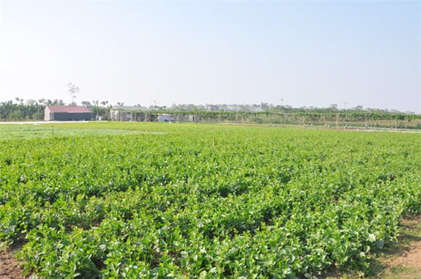 thuc pham sach an tet: du hoc chau au ve lam rau sach, hai chang trai que quan ho thu tien ty/nam hinh anh 1