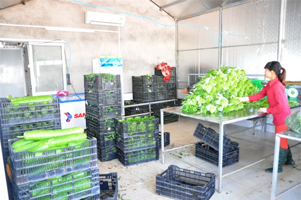 thuc pham sach an tet: du hoc chau au ve lam rau sach, hai chang trai que quan ho thu tien ty/nam hinh anh 9