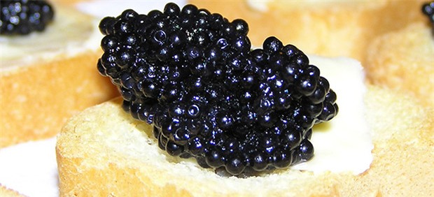 Trứng cá tầm,đại gia,cá tầm Việt Nam