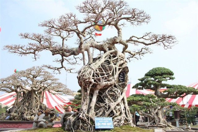 cây sanh,cây cảnh,cây cảnh tiền tỷ,chơi cây