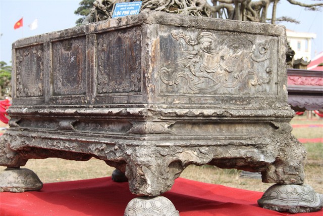 cây sanh,cây cảnh,cây cảnh tiền tỷ,chơi cây