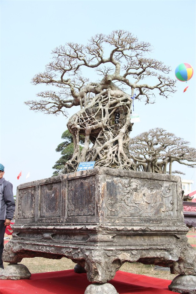 cây sanh,cây cảnh,cây cảnh tiền tỷ,chơi cây