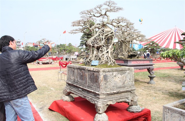 cây sanh,cây cảnh,cây cảnh tiền tỷ,chơi cây