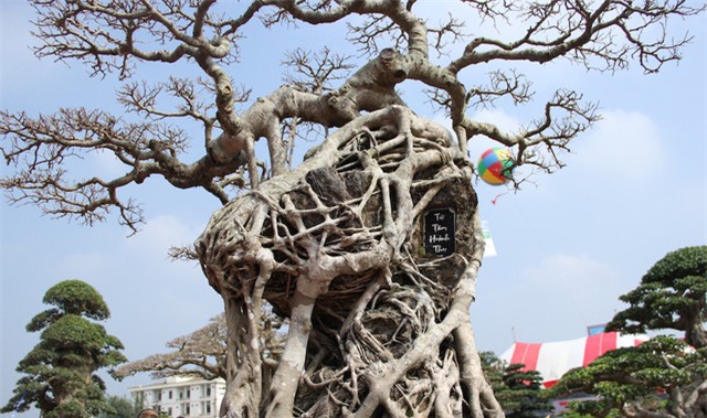 cây sanh,cây cảnh,cây cảnh tiền tỷ,chơi cây