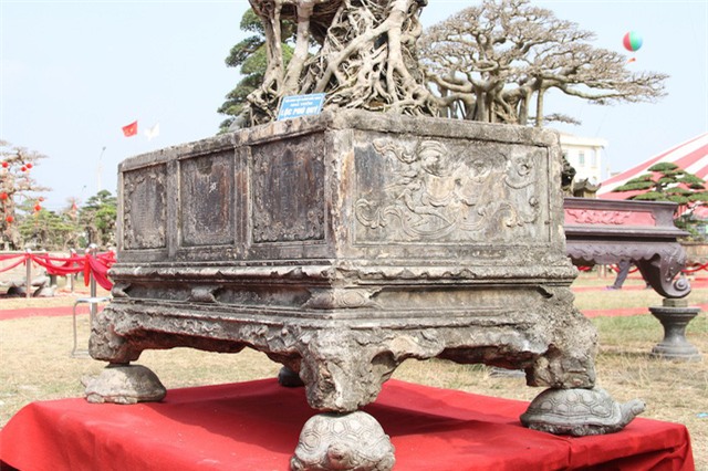 cây sanh,cây cảnh,cây cảnh tiền tỷ,chơi cây