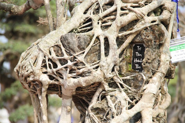 cây sanh,cây cảnh,cây cảnh tiền tỷ,chơi cây