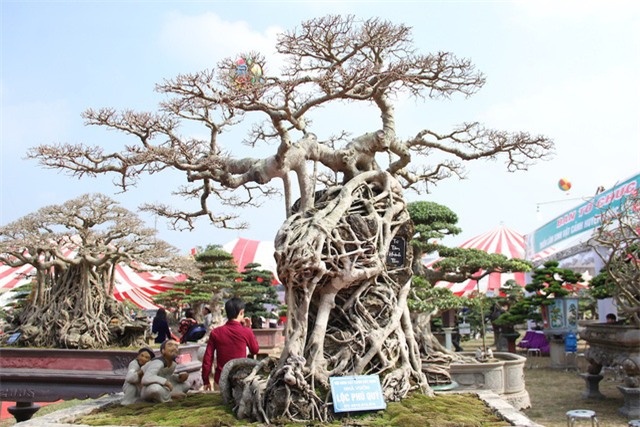 cây sanh,cây cảnh,cây cảnh tiền tỷ,chơi cây