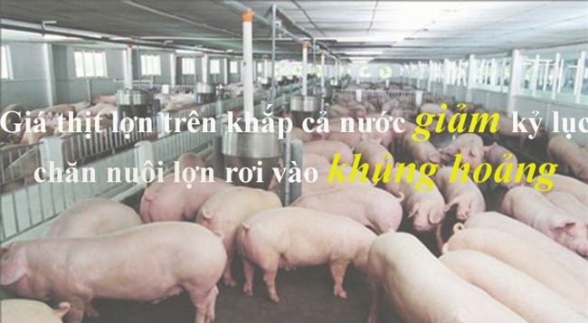 thịt lợn,ngành chăn nuôi,chăn nuôi lợn,giải cứu nông sản,giải cứu thịt lợn