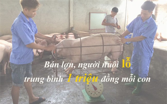 thịt lợn,ngành chăn nuôi,chăn nuôi lợn,giải cứu nông sản,giải cứu thịt lợn