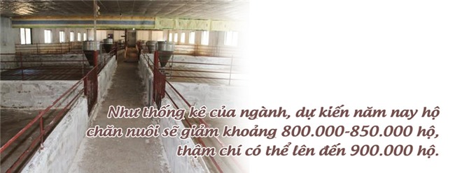 thịt lợn,ngành chăn nuôi,chăn nuôi lợn,giải cứu nông sản,giải cứu thịt lợn
