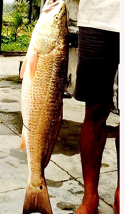 cá sủ vàng,cá quý hiếm,cá lạ