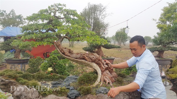 linh sam tram tuoi dang the cuc hiem gia gan 300 trieu, dep co nao? hinh anh 3