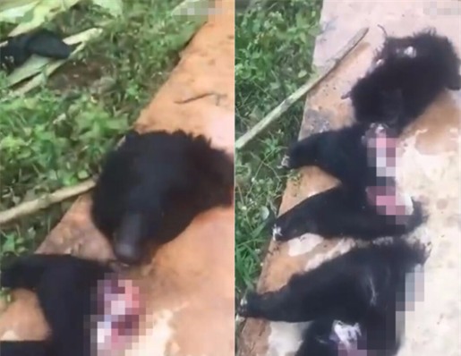 Người đàn ông giương súng bắn chết gấu đen bị nhốt trong lồng gây phẫn nộ cộng đồng mạng Trung Quốc - Ảnh 2.