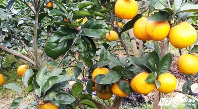 Cam Xã Đoài,đặc sản tiến vua,đặc sản nhà giàu