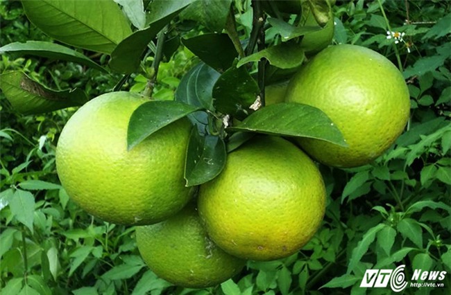 Cam Xã Đoài,đặc sản tiến vua,đặc sản nhà giàu