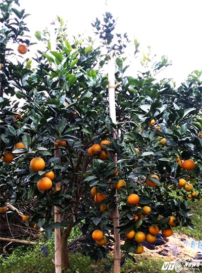 Cam Xã Đoài,đặc sản tiến vua,đặc sản nhà giàu