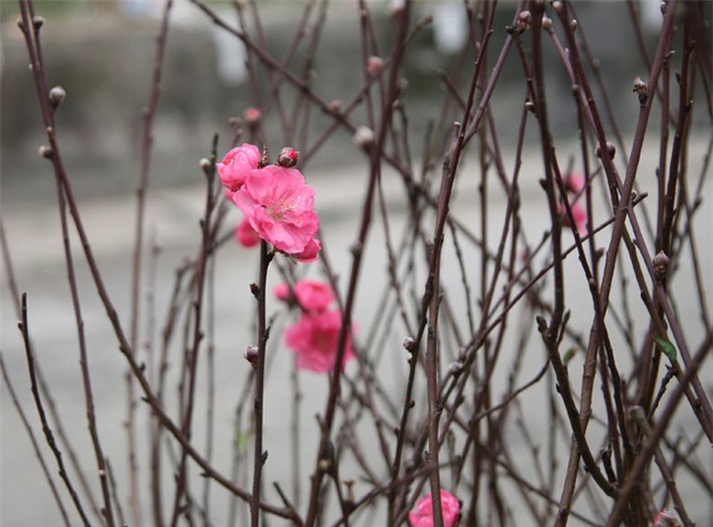 450 ngàn đồng/cành đào nở sớm, người Hà Nội mua chơi Tết Dương lịch - Ảnh 1.