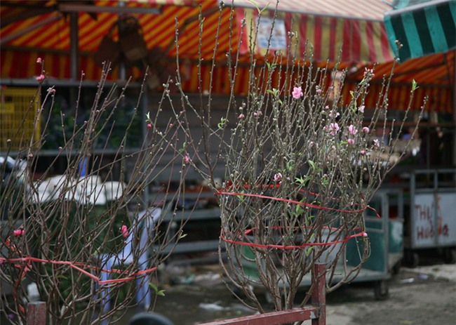 450 ngàn đồng/cành đào nở sớm, người Hà Nội mua chơi Tết Dương lịch - Ảnh 2.