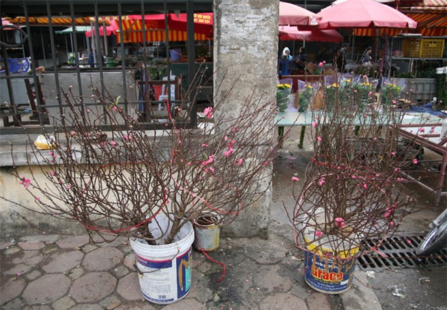 450 ngàn đồng/cành đào nở sớm, người Hà Nội mua chơi Tết Dương lịch - Ảnh 3.