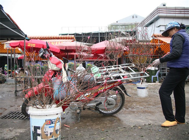 450 ngàn đồng/cành đào nở sớm, người Hà Nội mua chơi Tết Dương lịch - Ảnh 8.