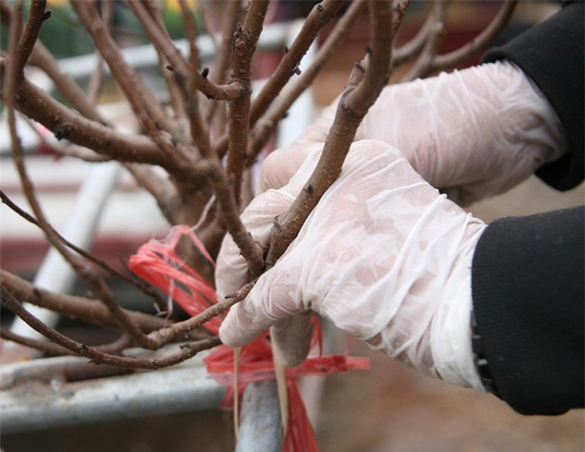 450 ngàn đồng/cành đào nở sớm, người Hà Nội mua chơi Tết Dương lịch - Ảnh 9.