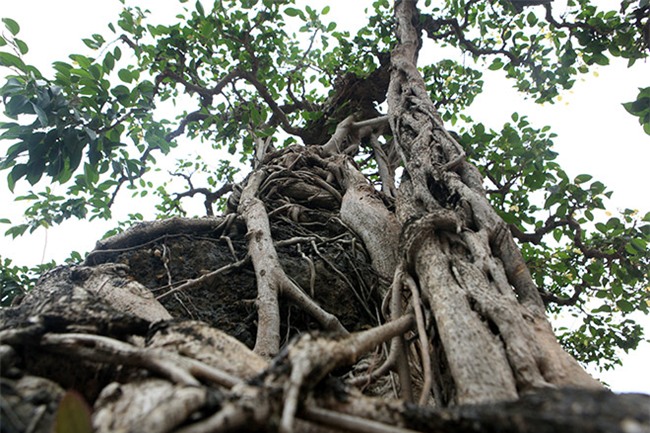 cây sanh,cây cổ thụ,cây cảnh tiền tỷ,cây cảnh