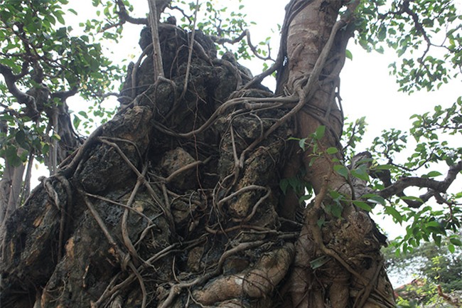 cây sanh,cây cổ thụ,cây cảnh tiền tỷ,cây cảnh