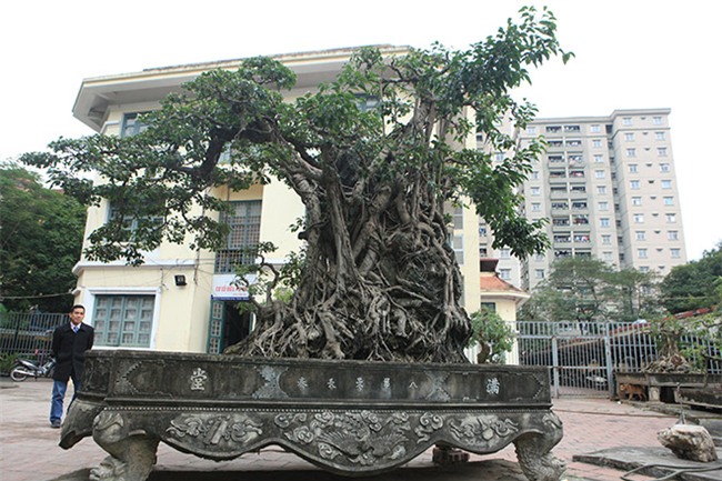 cây sanh,cây cổ thụ,cây cảnh tiền tỷ,cây cảnh