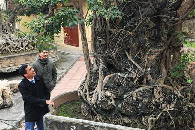 cây sanh,cây cổ thụ,cây cảnh tiền tỷ,cây cảnh