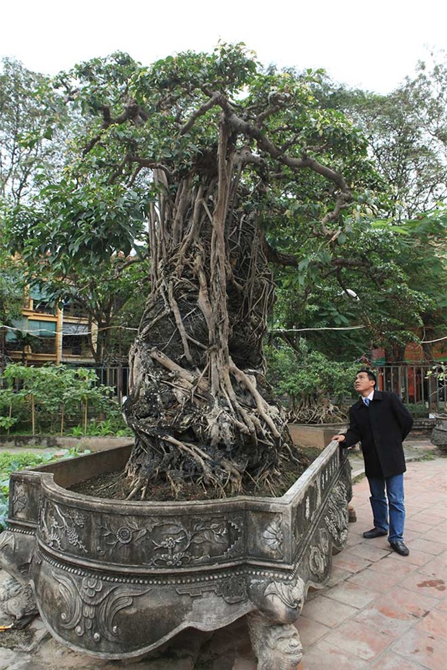 cây sanh,cây cổ thụ,cây cảnh tiền tỷ,cây cảnh